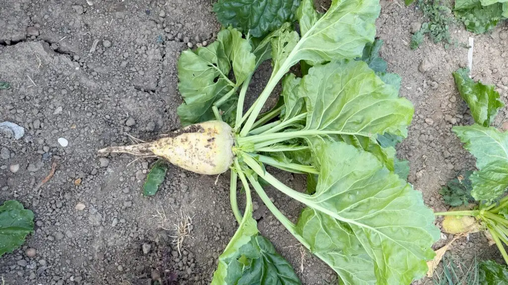 Fodder Beet