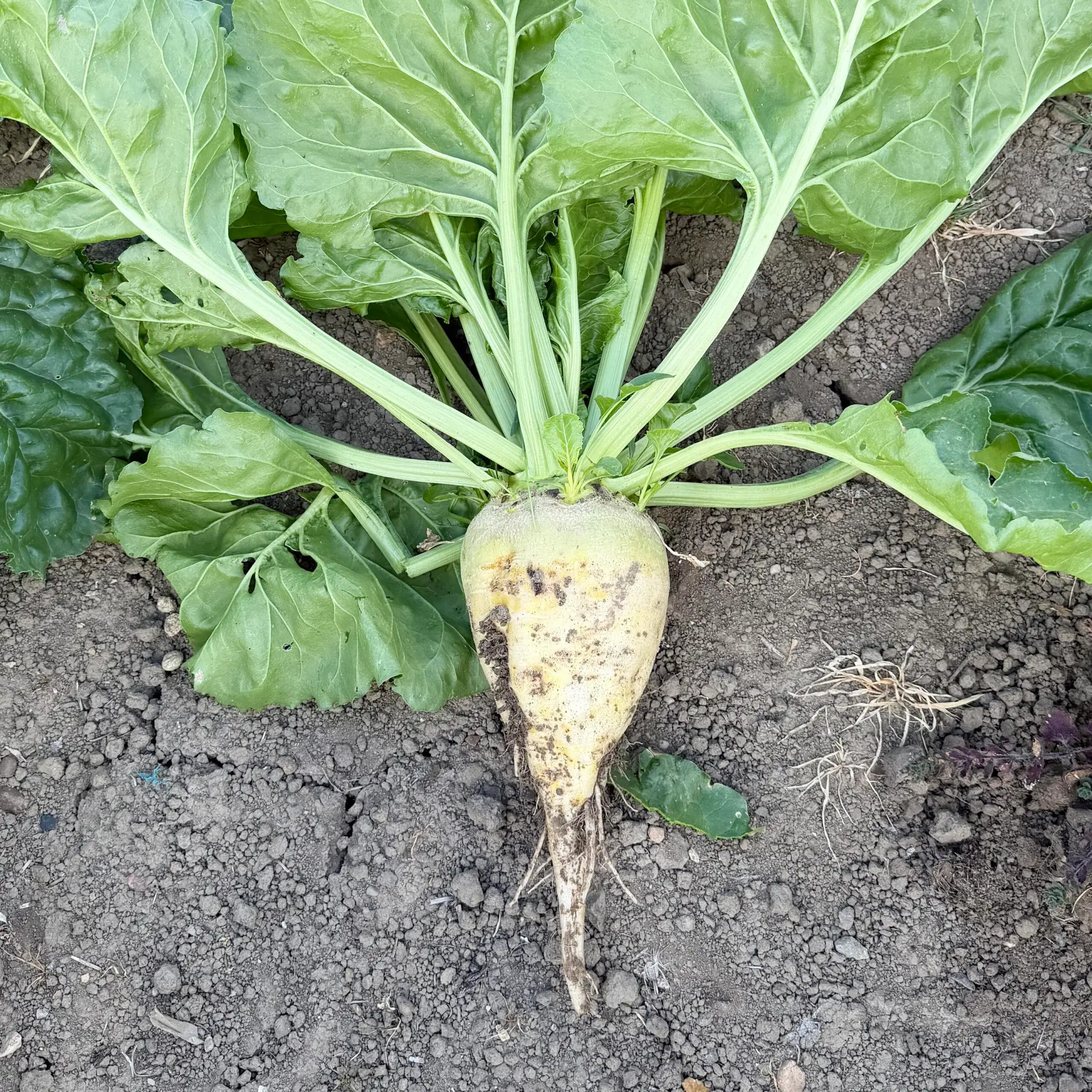 Fodder Beet