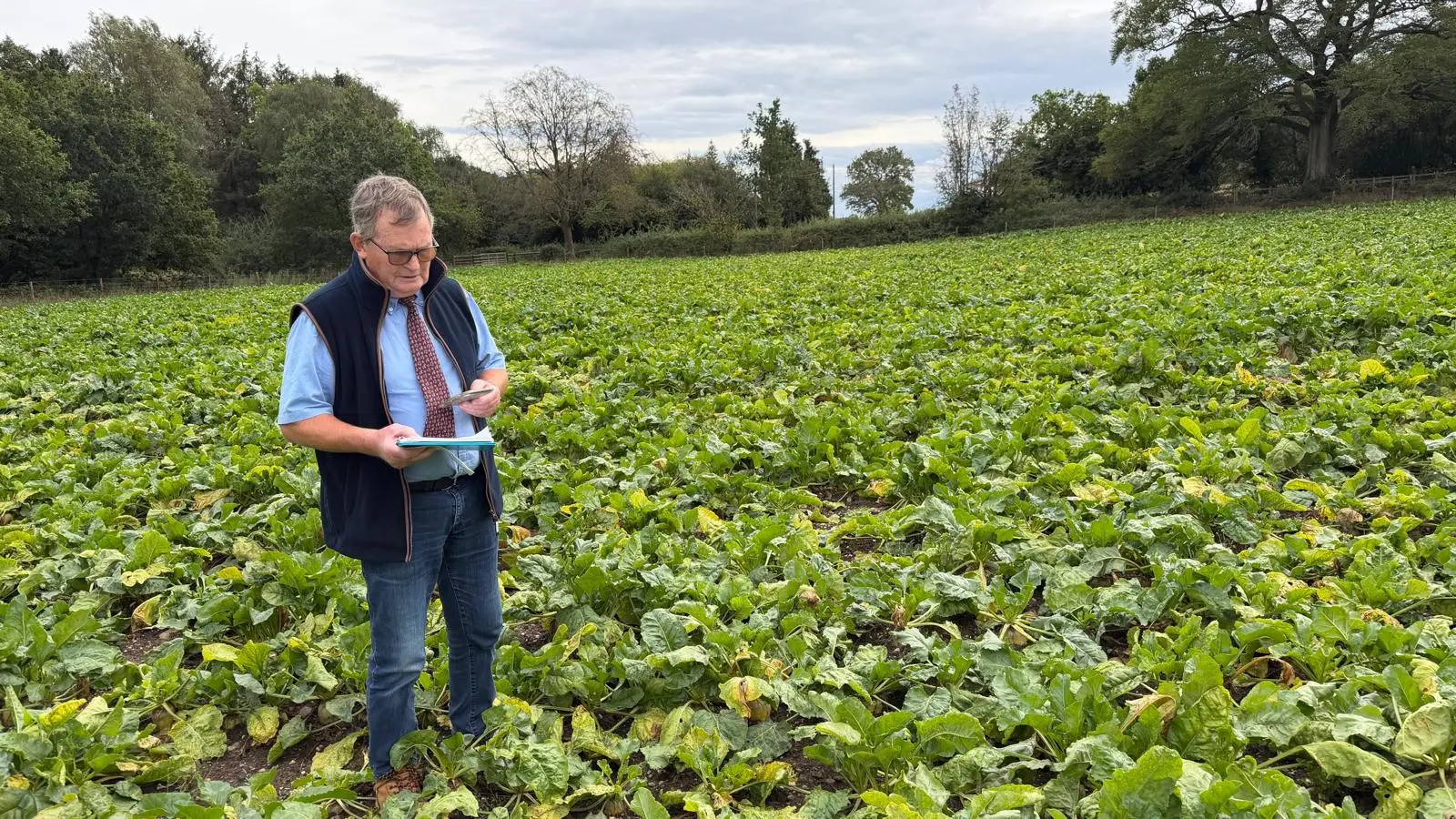 Fodder Beet Judging